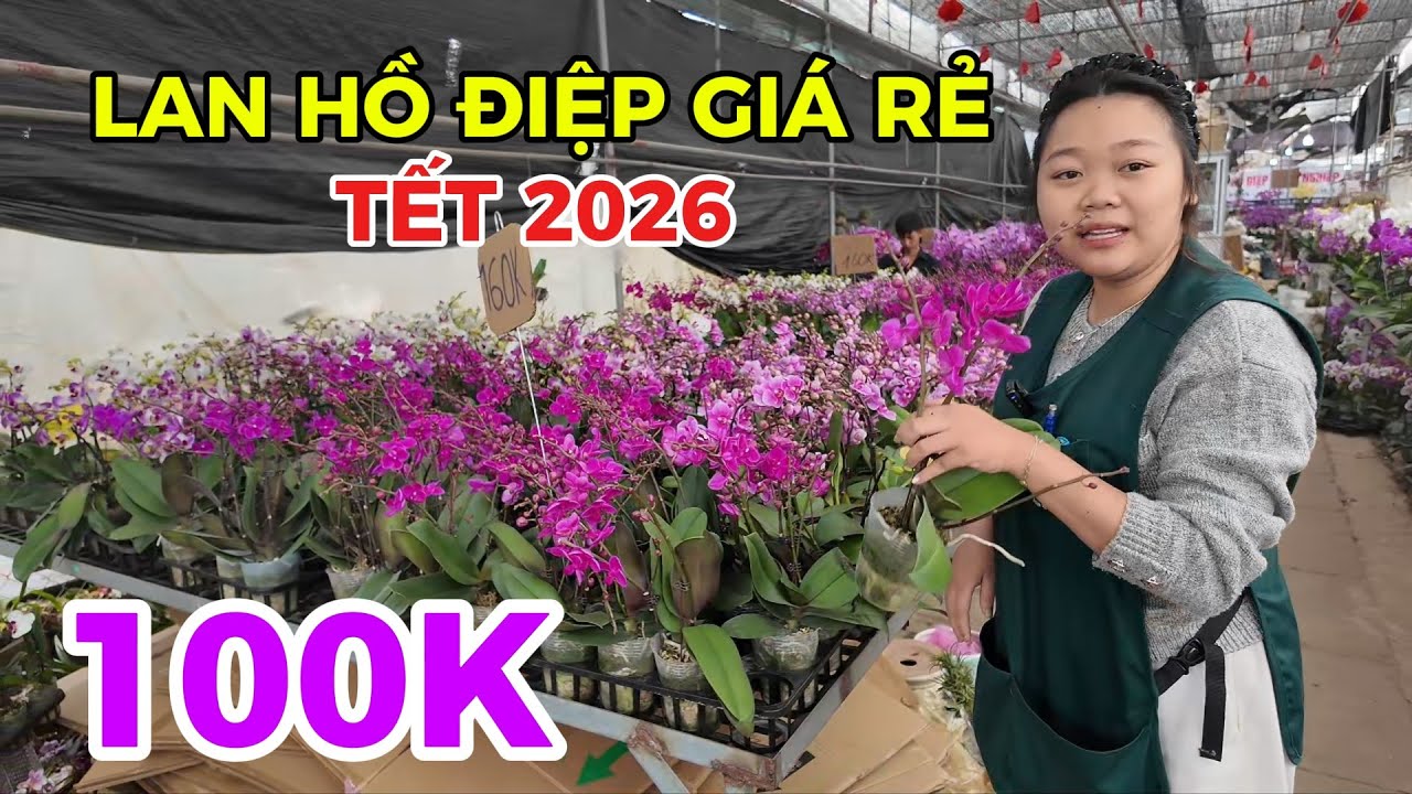 Chợ cây cảnh tết 2026 | Lan Hồ Điệp giá rẻ tại chợ Văn Quan hút khách mua