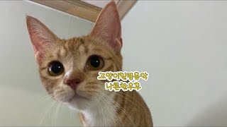 고양이 힐링 음악 나른한 오후 #Healing music#korea#힐링#고양이#강아지#기분전환