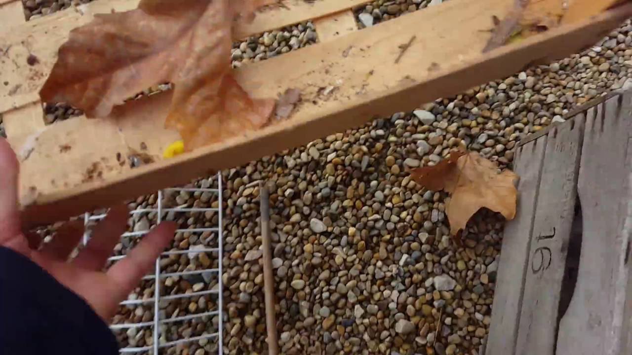 Piege A Lapin Maison | Ventana Blog