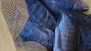 Câu Rô phi mùa lạnh cần bài mồi nào hiểu quả 