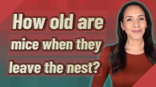 How old are mice when they leave the nest