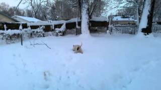 Winter Time Chicken Sandwhich Snowball Catchin Boy