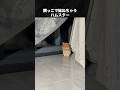 構ってもらえず拗ねちゃうハムスター #ハムスター #動物