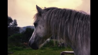 Gangsta&#39;s Paradise - Equestrian Music Video