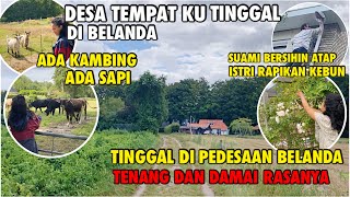 Suasana Pedesaan Di Belanda Tempat Aku Tinggal Banyak Sapi Kambing Dan Domba