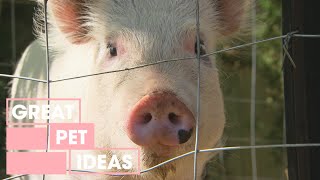 How to Keep Pigs At Home | PETS | Great Home Ideas