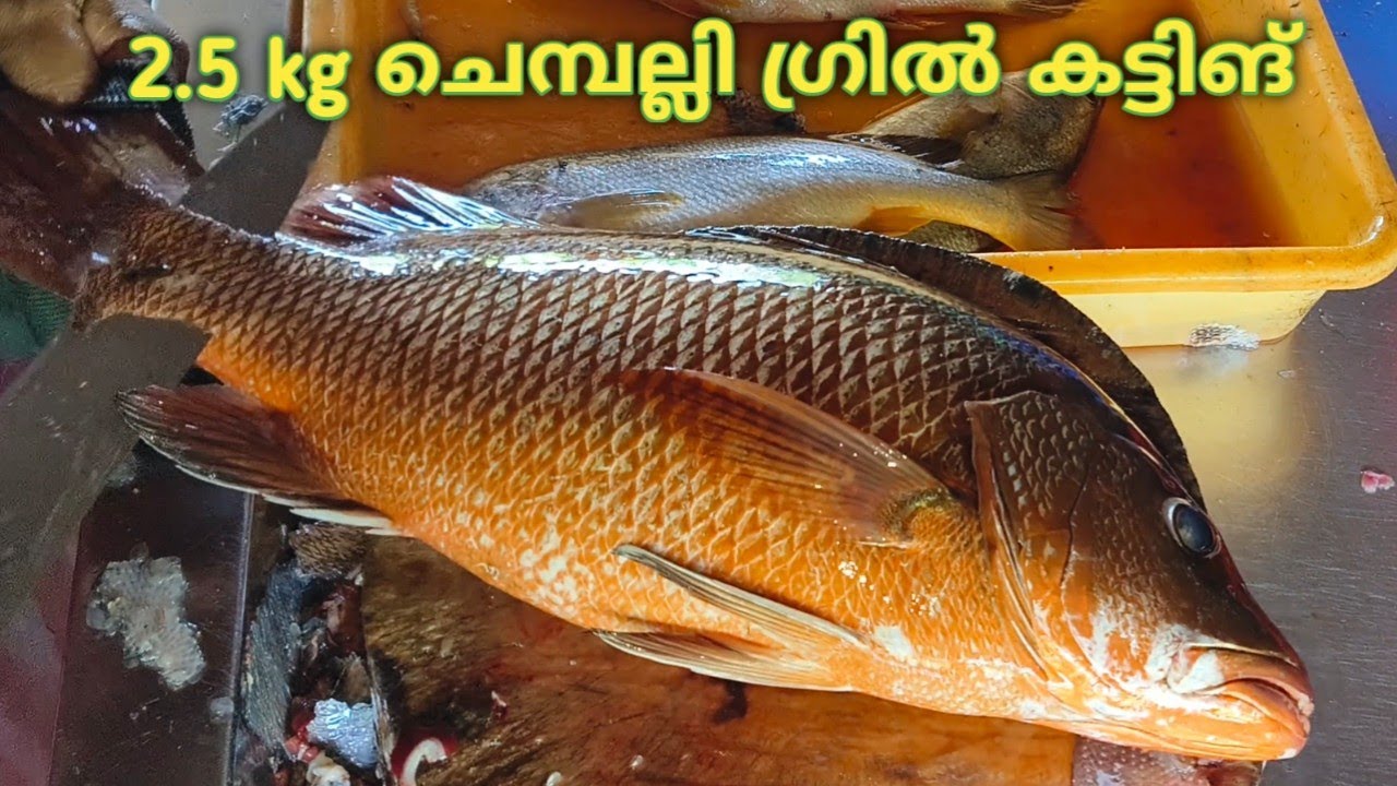 ചെമ്പല്ലി ഗ്രിൽ കട്ടിങ് 🤩 Fish Cutting Skill സുഭാഷ് ചൂണ്ടകാരന്റ മീൻകട ...