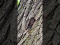 👀 Can YOU find the hidden animal?
