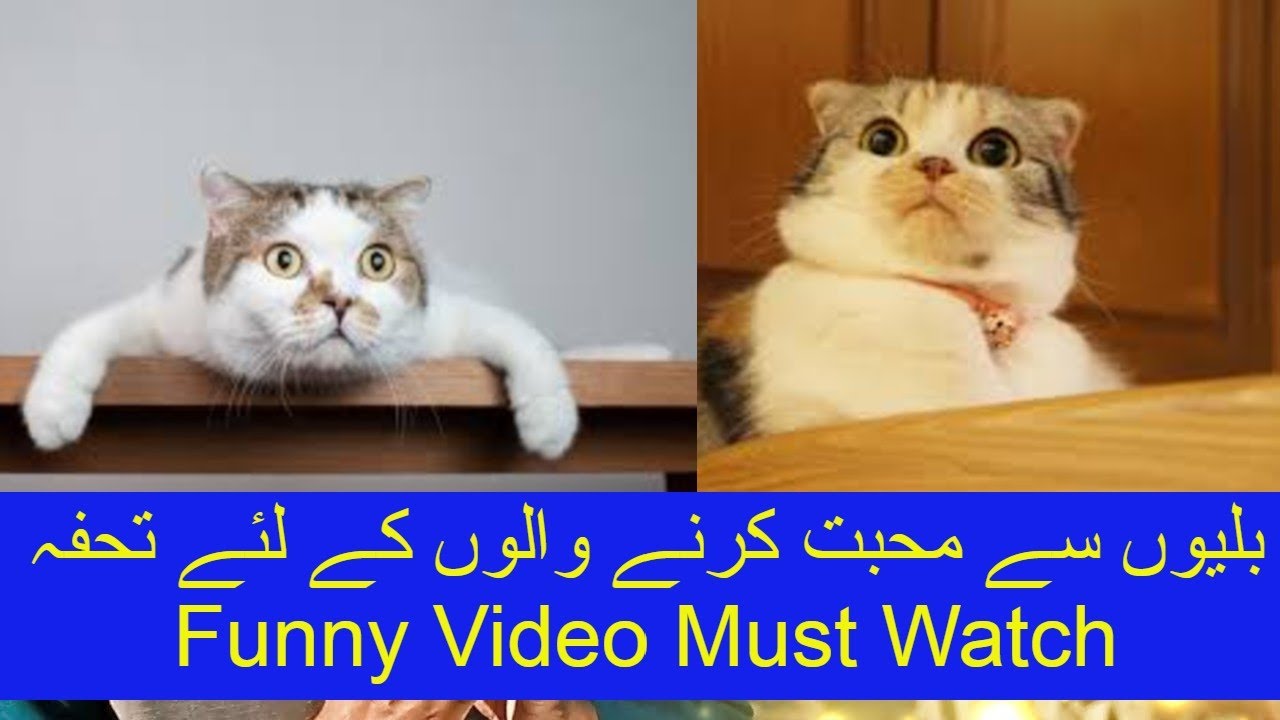 Funny Cat Video. Most Watched YouTube