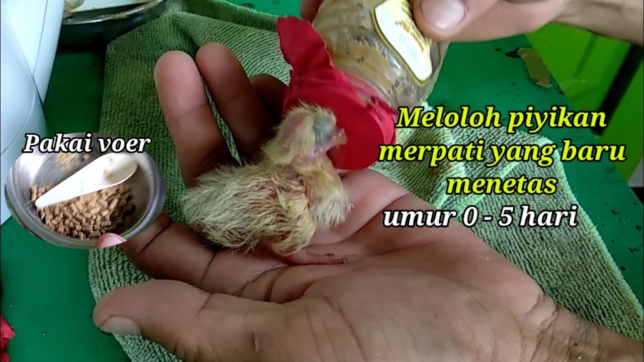 Cara meloloh piyikan atau anak merpati dari umur 0 hari - 5 hari yang netas dimesin penetas telur