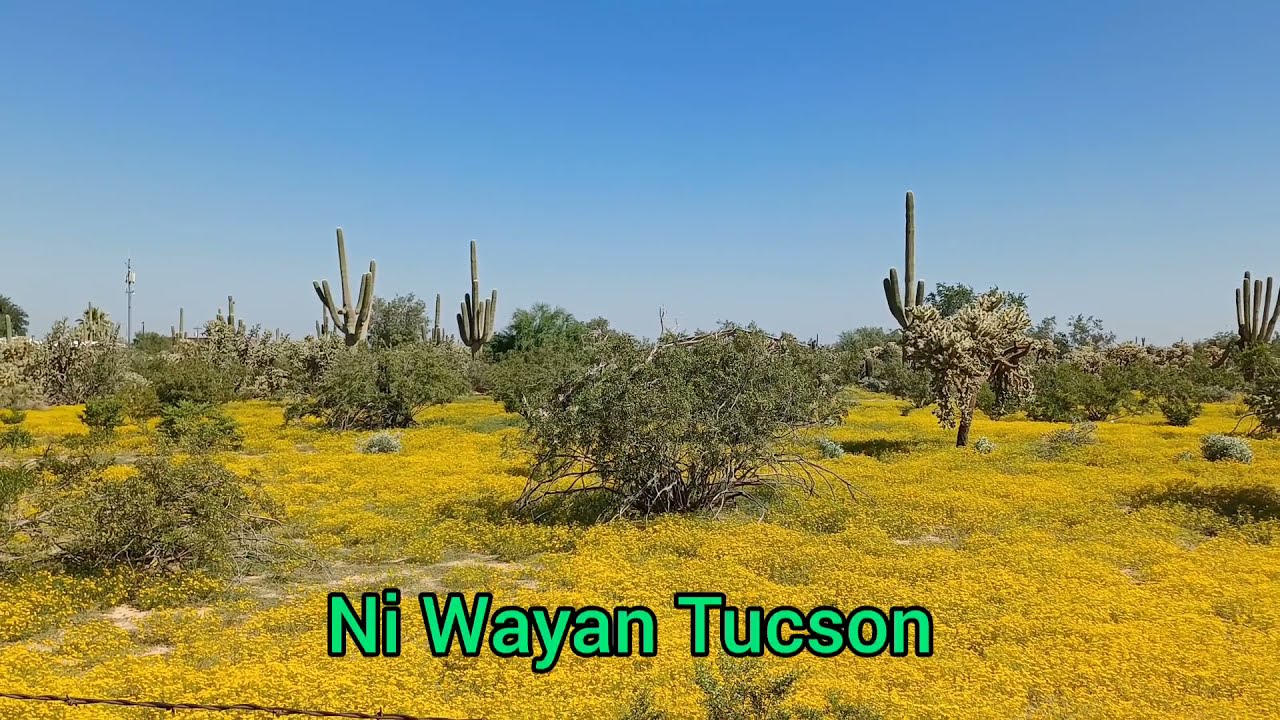 Beautiful Yellow and Purple wildflowers. Tucson Arizona