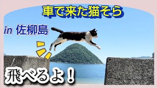 【ねこ島】飛び猫で有名な香川の佐柳島で猫に癒されました…