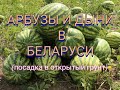 Посадка арбузов и дыни в открытый грунт.       Planter arbuzov in cold air condition in open ground.