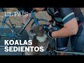 Un KOALA 'pide' AGUA a unos CICLISTAS australianos