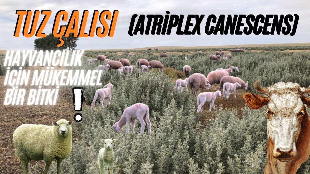 Hayvancılık İçin Mükemmel Bir Yem Bitkisi Tuz Çalısı (Atriplex Canescens)