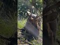 鹿の止め刺し