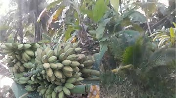 CHUỐI SÁP VÀNG,Châu Thành Tiền Giang