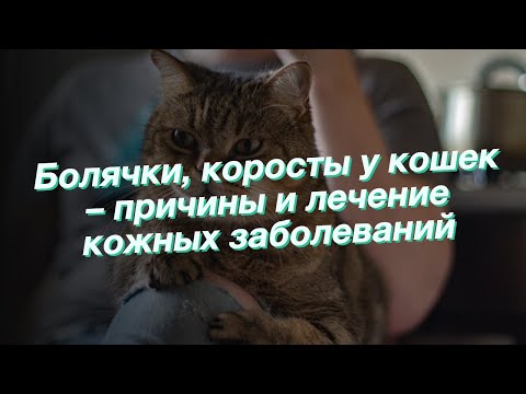 Травы и растительные препараты для здоровья питомца