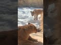 ケンカはやめて〜🦁ライオン親子 #lion #hokkaido #旭山動物園 #shorts