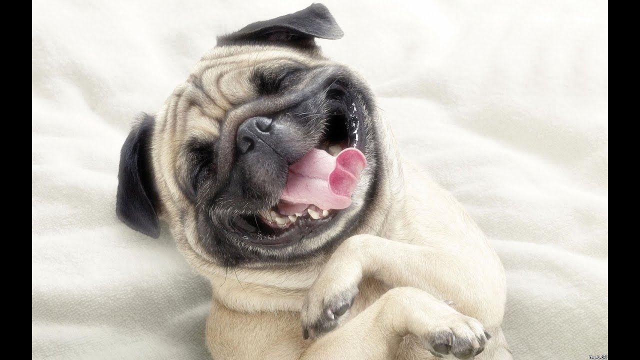 petco hours 5 Animals Who can speak Human | Funny animal compilation