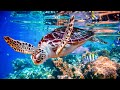 Relaxing Music to Relieve Stress, Anxiety and Depression • Mind, Body 🐬 Soothing music for nerves