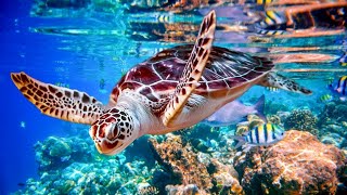 Relaxing Music to Relieve Stress, Anxiety and Depression • Mind, Body 🐬 Soothing music for nerves