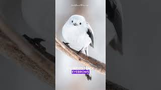 The Cutest Bird in Japan: The Shima Enaga #cute #birds #hokkaido #adorable #animals