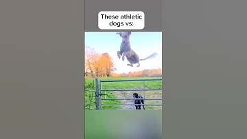 Graceful Dogs Vs My Dog 🐶 @TheJessiiShow #TheManniiShow.com/Series