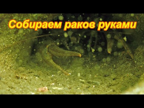 ЛОВЛЯ РАКОВ РУКАМИ В НОРАХ. Как и где ловить раков руками.
