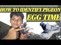 HOW TO IDENTIFY PIGEON EGG TIME | PIGEON EGG 🥚| TECHO PETS.