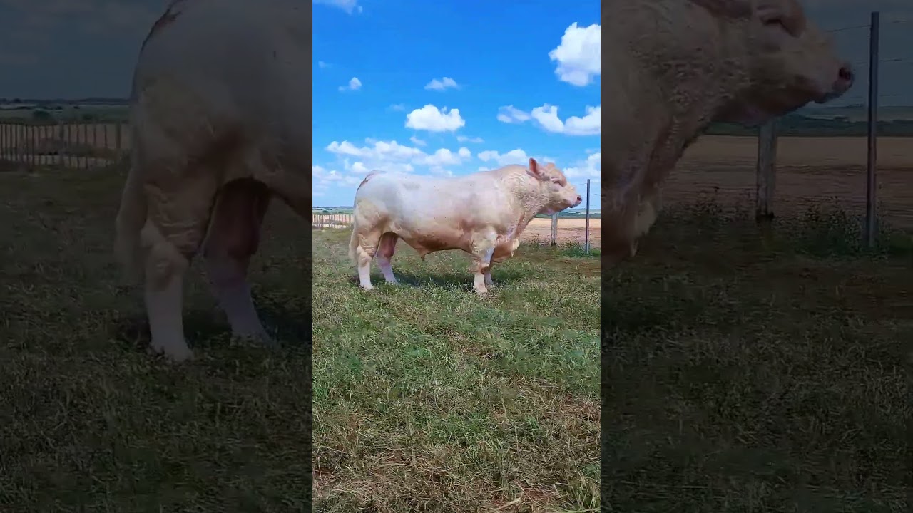 Supremo Grande Campeão Charolês da Nacional 2023 