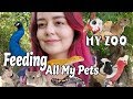 Feeding All My Pets | My Zoo Routine 2019