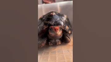 AMAZING MY 3-LEGGED CHERRY HEAD TORTOISE #Shorts