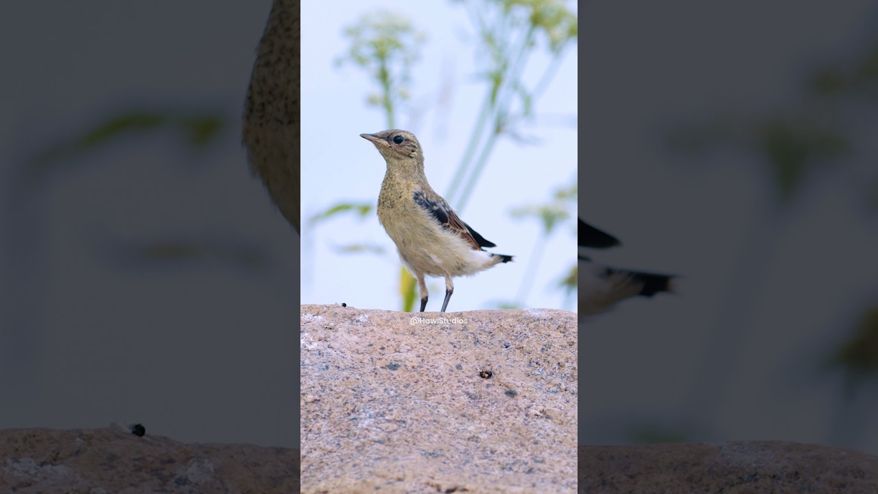 Wheatear Bird Dacing Wincent   lzAP3 