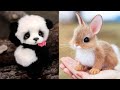 These Must be the CUTEST Pets on Tik Tok| What&#39;s Fun In Tiktok? #10 #shorts