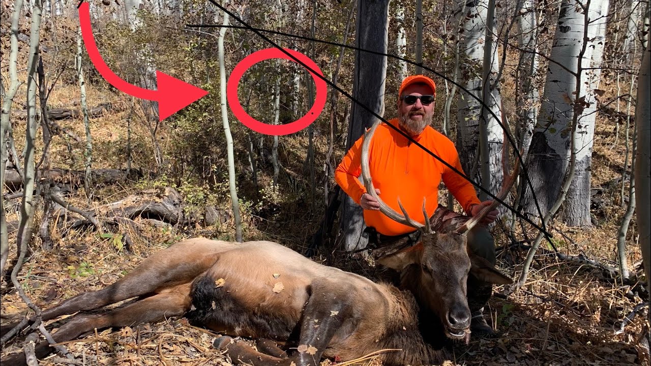 Colorado Elk Hunt 2019 Bull Down! YouTube