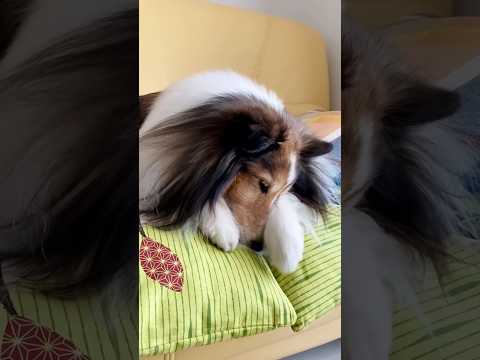 顔を洗うと雨が降る? 《シェルティ》