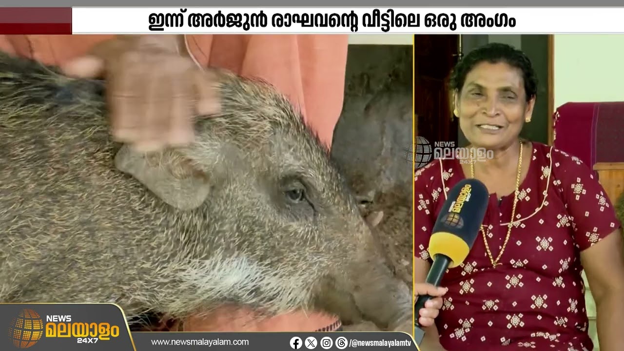 കൗതുകമായി കർഷകനും കാട്ടുപന്നിയും തമ്മിലുള്ള സൗഹൃദം | Friendship |