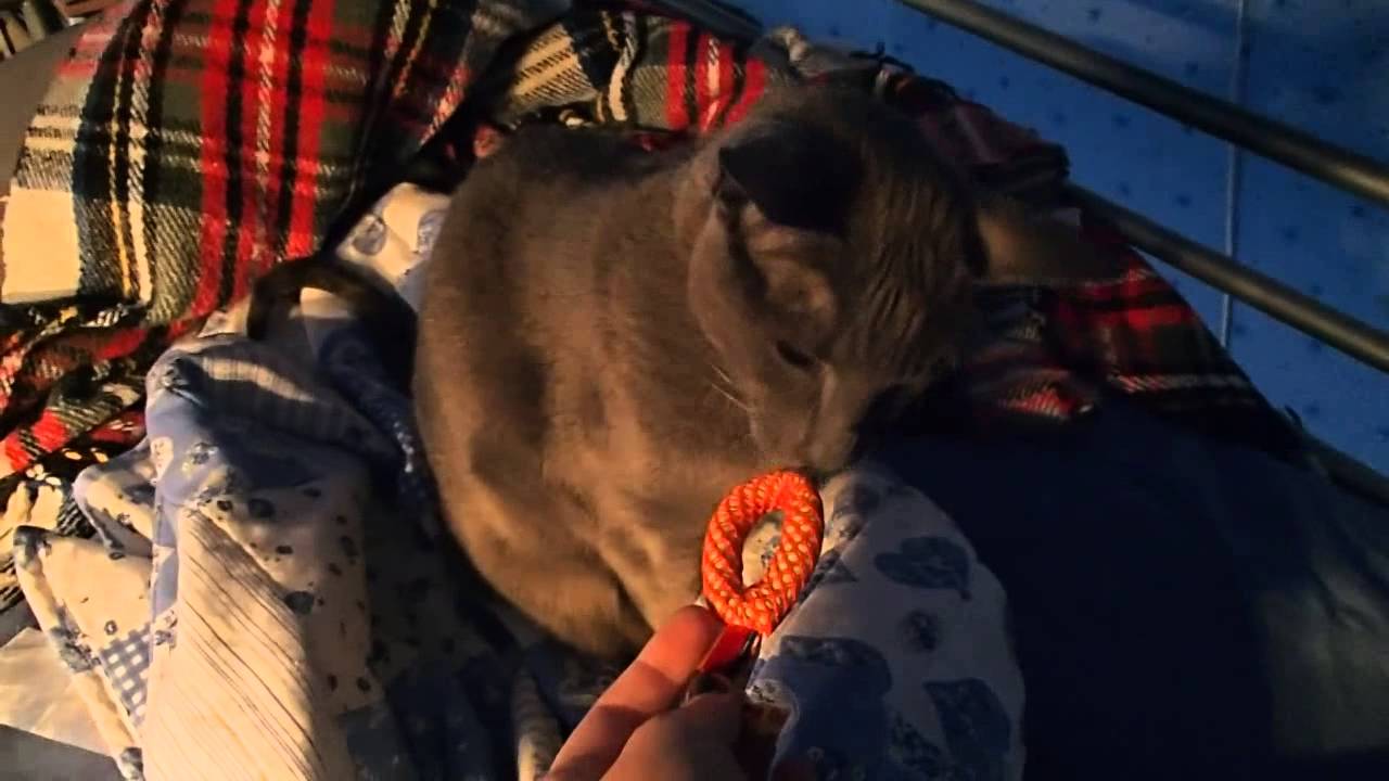 Cat dental care (Petstages)