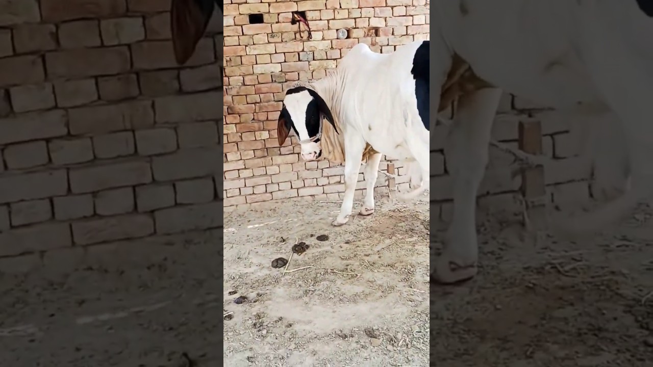 Alhamdulillah Gulabi Panda Bachra ❤️ for 2027/28 