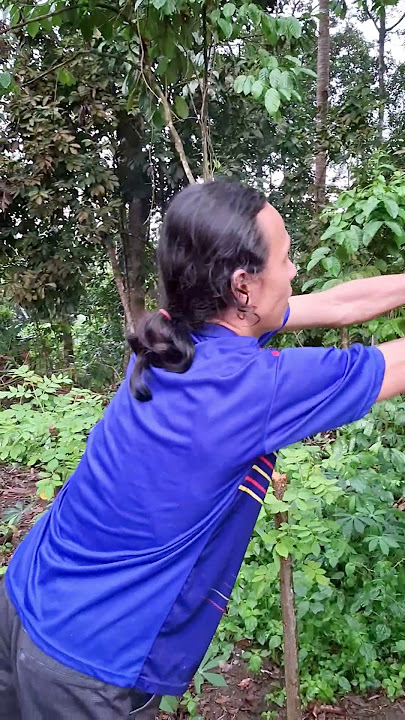 ada kembang api di atas pohon