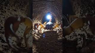 Scorpion POV Inside Its Underground Lair 😱 (Real Feel) #ScorpionPOV #NatureExperiment #MicroCamera