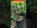 arecapalm nursery plants available at assam#nurseryplants #arecapalm #agriculture #scenery