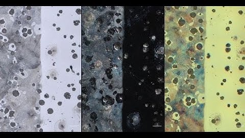 ZEISS- ZEN Core Multi Image View