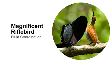 Magnificent Riflebird: Fluid Coordination