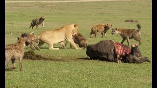 lions vs hyenas قتال الاسود والضباع