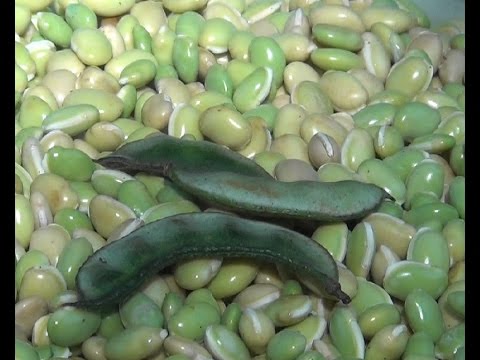 Avarekai mela: Bengaluru loves its beans - YouTube