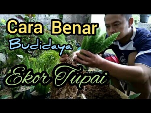 Video: Menanam Pakis Foxtail: Cara Menjaga Tumbuhan Pakis Foxtail