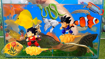 Tổng hợp video cá cảnh đẹp, cá trê abino, songoku, cá rồng, cá sấu, rắn, bạch tuộc