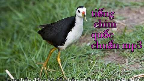 Tiếng chim quốc mồi chuẩn nhất hiện nay.không  tạp âm kêu là đến.